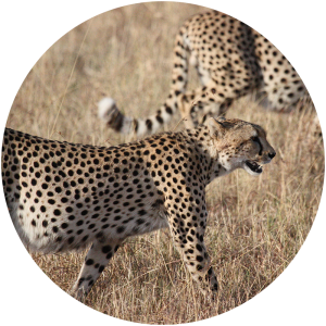 Leadership - Speed